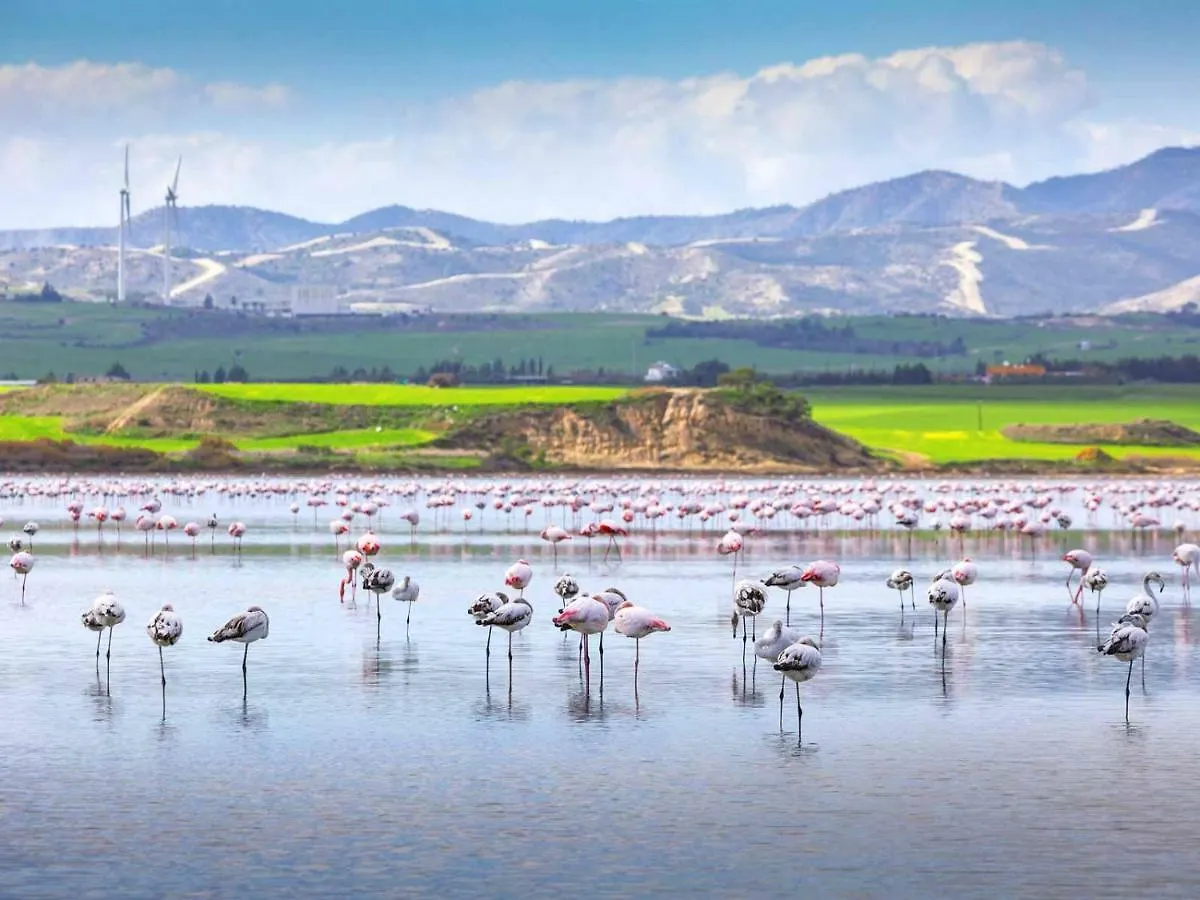 Mariliz Daire Larnaca